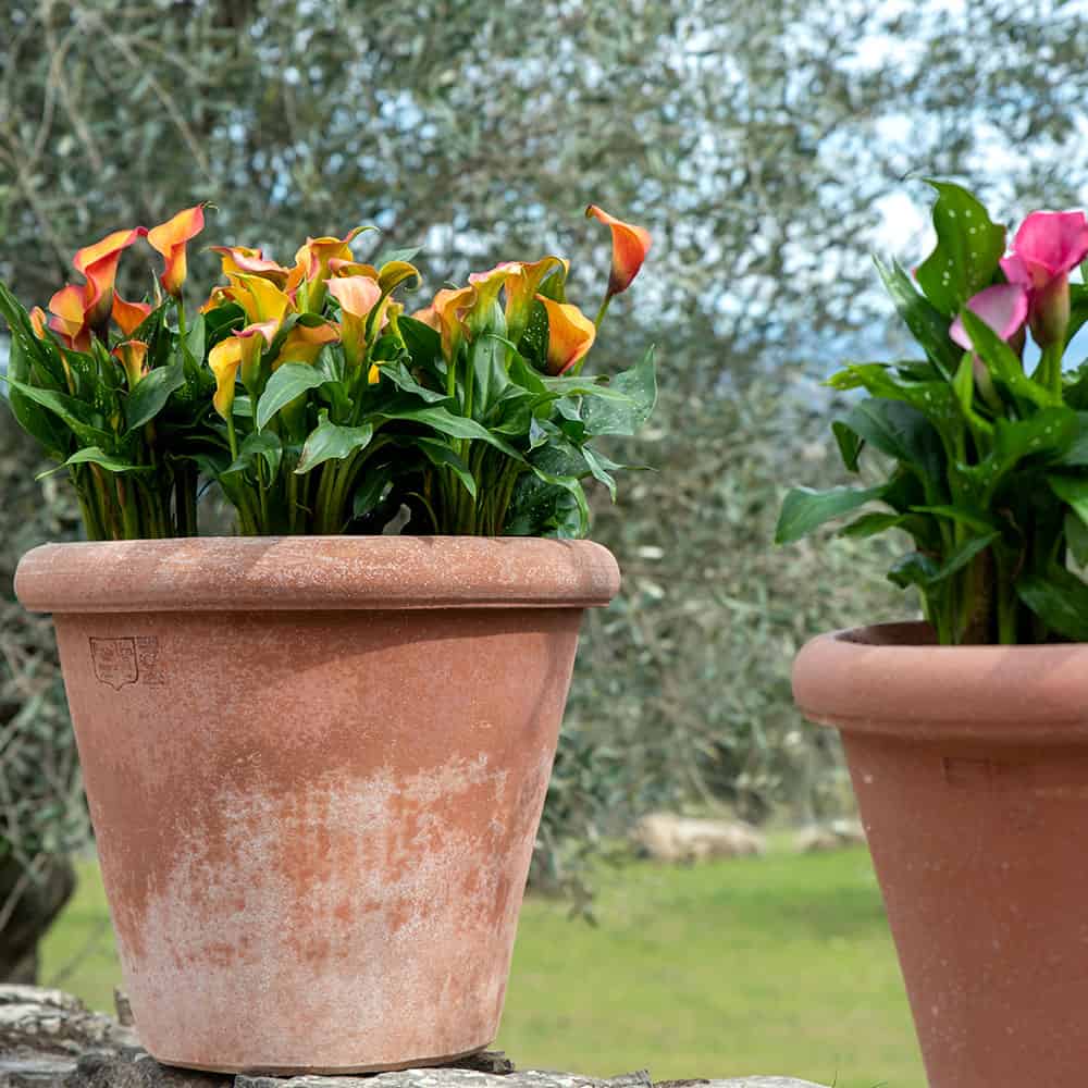 Vaso Camelia Toscano - Trail Shoppe
